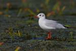 Mewa śmieszka - Larus ridibundus - 붉은부리갈매기 - Fotografia nr 20090830_6691