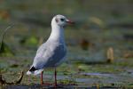 Mewa śmieszka - Larus ridibundus - 붉은부리갈매기 - Fotografia nr 20090830_6713
