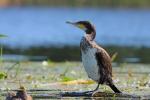 Kormoran czarny - Phalacrocorax carbo - 민물가마우지 - Fotografia nr 20090830_6756