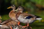 Krzyżówka - Anas platyrhynchos - 청둥오리 - Fotografia nr 20090830_6777