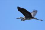 Czapla siwa - Ardea cinerea - 왜가리 - Fotografia nr 20090830_6899