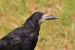 Gawron - Corvus frugilegus - 떼까마귀 - Fotografia nr 20090903_7063