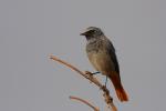 Kopciuszek - Phoenicurus ochruros - 검은머리딱새 - Fotografia nr 20090916_7557