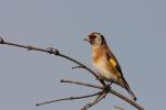 Szczygieł - Carduelis carduelis - Fotografia nr 20090916_7592