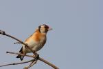 Szczygieł - Carduelis carduelis - Fotografia nr 20090916_7594