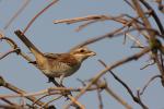 Dzierzba gąsiorek - Lanius collurio - 붉은등때까치 - Fotografia nr 20090916_7652