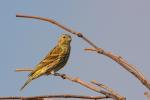 Potrzeszcz - Emberiza calandra - Fotografia nr 20090916_7655