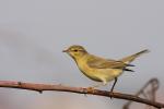Piecuszek zwyczajny - Phylloscopus collybita - 검은다리솔새 - Fotografia nr 20090916_7681