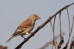 Makolągwa - Carduelis cannabina - Fotografia nr 20090916_7740