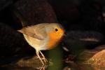 Rudzik - Erithacus rubecula - 꼬까울새 - Fotografia nr 20090919_7783