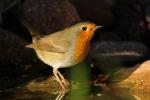 Rudzik - Erithacus rubecula - 꼬까울새 - Fotografia nr 20090919_7784