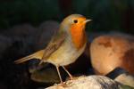 Rudzik - Erithacus rubecula - 꼬까울새 - Fotografia nr 20090919_7798