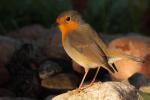 Rudzik - Erithacus rubecula - 꼬까울새 - Fotografia nr 20090919_7803