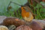 Rudzik - Erithacus rubecula - 꼬까울새 - Fotografia nr 20090919_7817