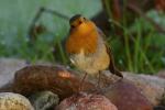 Rudzik - Erithacus rubecula - 꼬까울새 - Fotografia nr 20090919_7851