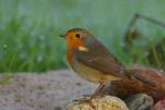 Rudzik - Erithacus rubecula - 꼬까울새 - Fotografia nr 20090919_7862