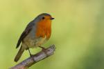 Rudzik - Erithacus rubecula - 꼬까울새 - Fotografia nr 20090919_7876