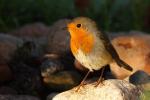 Rudzik - Erithacus rubecula - 꼬까울새 - Fotografia nr 20090919_7895
