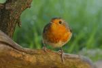 Rudzik - Erithacus rubecula - 꼬까울새 - Fotografia nr 20090919_7937