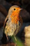 Rudzik - Erithacus rubecula - 꼬까울새 - Fotografia nr 20090919_7966