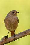 Pleszka - Phoenicurus phoenicurus - Fotografia nr 20090919_7978