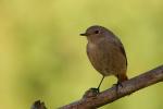 Pleszka - Phoenicurus phoenicurus - Fotografia nr 20090919_7984