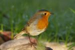 Rudzik - Erithacus rubecula - 꼬까울새 - Fotografia nr 20090919_7989