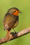 Rudzik - Erithacus rubecula - 꼬까울새 - Fotografia nr 20090919_7992