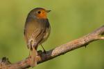 Rudzik - Erithacus rubecula - 꼬까울새 - Fotografia nr 20090919_7999