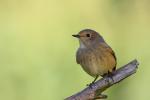 Pleszka - Phoenicurus phoenicurus - Fotografia nr 20090920_8038