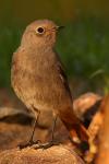 Pleszka - Phoenicurus phoenicurus - Fotografia nr 20090926_8123
