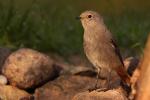 Pleszka - Phoenicurus phoenicurus - Fotografia nr 20090926_8129