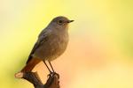 Pleszka - Phoenicurus phoenicurus - Fotografia nr 20090926_8138