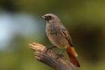 Kopciuszek - Phoenicurus ochruros - 검은머리딱새 - Fotografia nr 20090926_8144