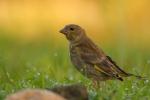 Dzwoniec - Carduelis chloris - Fotografia nr 20090926_8149