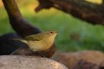 Pierwiosnek zwyczajny - Phylloscopus collybita - 검은다리솔새 - Fotografia nr 20090927_8237