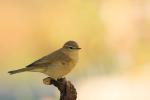 Pierwiosnek zwyczajny - Phylloscopus collybita - 검은다리솔새 - Fotografia nr 20090927_8251