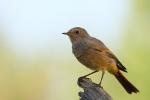 Pleszka - Phoenicurus phoenicurus - Fotografia nr 20090927_8253