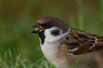Wróbel mazurek - Passer montanus - 참새 - Fotografia nr 20091010_8455
