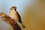 Wróbel mazurek - Passer montanus - 참새 - Fotografia nr 20091010_8500