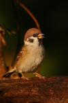Wróbel mazurek - Passer montanus - 참새 - Fotografia nr 20091010_8509