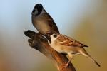 Wróbel mazurek - Passer montanus - 참새 - Fotografia nr 20091010_8585