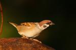 Wróbel mazurek - Passer montanus - 참새 - Fotografia nr 20091010_8614
