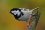 Sikora sosnówka - Periparus ater - 진박새 - Fotografia nr 20091011_8695