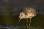 Biegus rdzawy - Calidris canutus - 붉은가슴도요 - Fotografia nr 20100822_5265