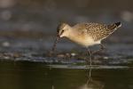 Biegus krzywodzioby - Calidris ferruginea - 붉은갯도요 - Fotografia nr 20100822_5276