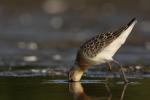 Biegus krzywodzioby - Calidris ferruginea - 붉은갯도요 - Fotografia nr 20100822_5277