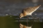 Biegus krzywodzioby - Calidris ferruginea - 붉은갯도요 - Fotografia nr 20100822_5280