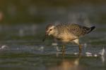 Biegus rdzawy - Calidris canutus - 붉은가슴도요 - Fotografia nr 20100822_5290