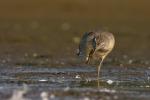 Biegus rdzawy - Calidris canutus - 붉은가슴도요 - Fotografia nr 20100822_5383